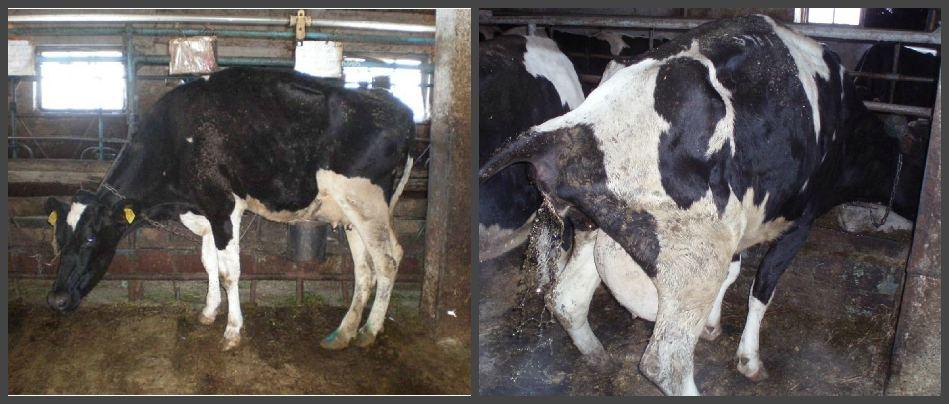 the cow has bloody discharge after calving