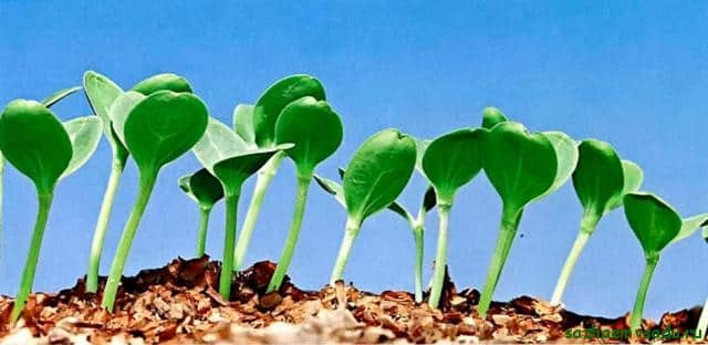 watermelon seedlings