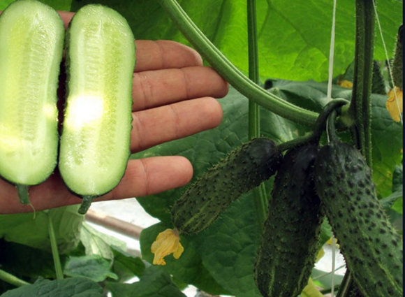 cucumber from a cucumber bush