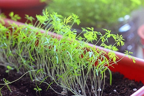 dill in open ground