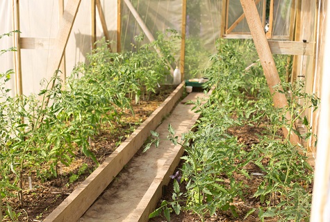 greenhouse with seedlings