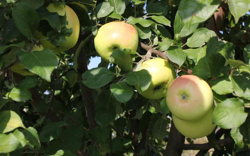 pommier héros du jour