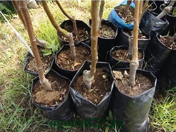 apple tree seedlings