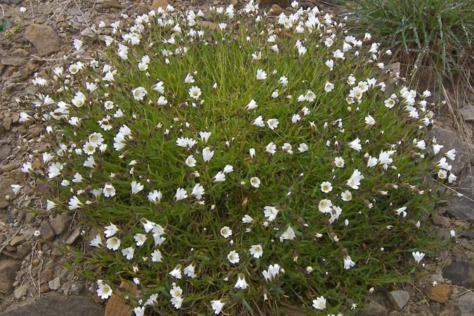 flower bush 