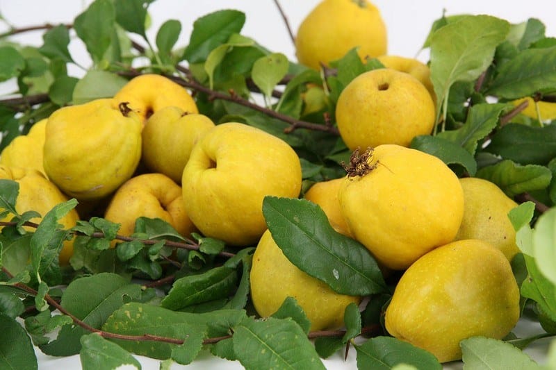 ripe quince