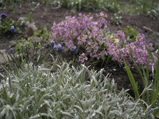 flowers in the flowerbed 