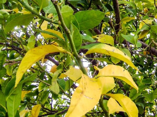 De bladeren van de appelboom verwelken