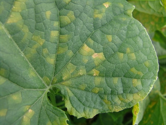  downy mildew on cucumbers 