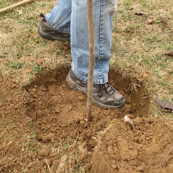 plantation de pommiers