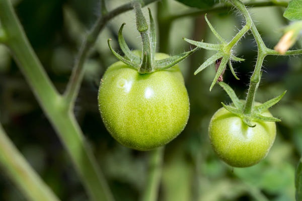 green fruits 