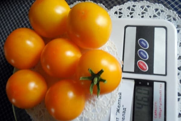 aparência de tomate Marmelada amarela