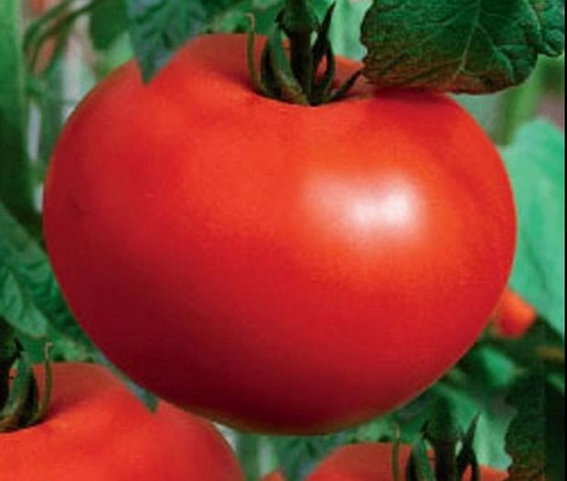 Baltische Tomate