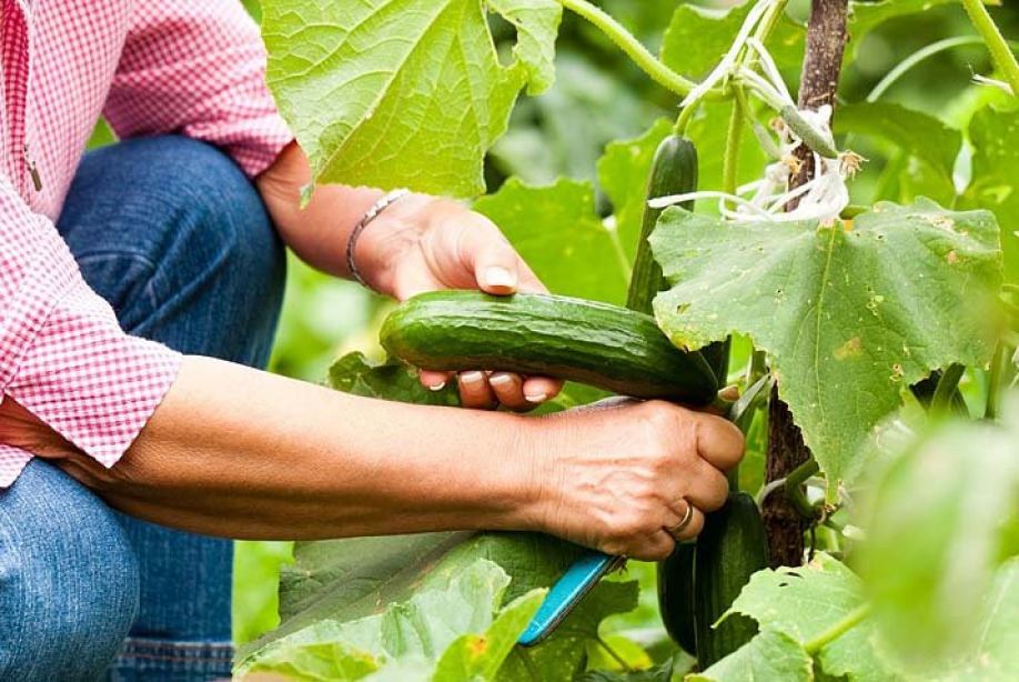 paglaki ng pipino