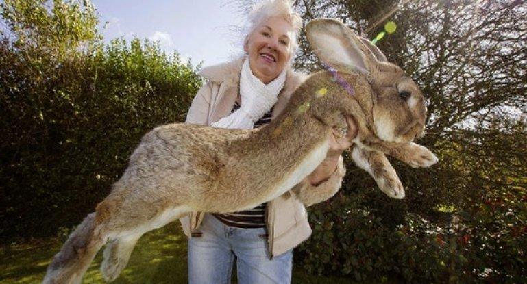 giant rabbit