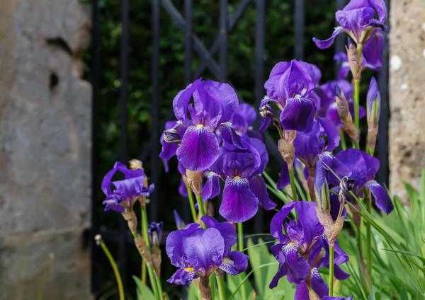 flores de íris