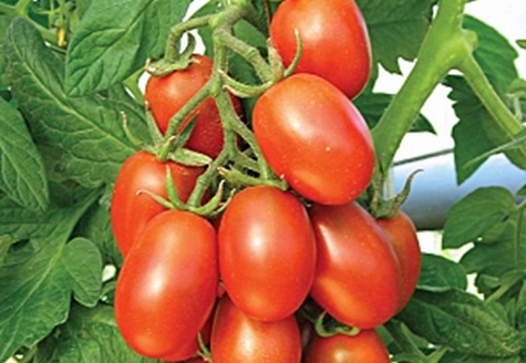 Marusya-Tomatenstrauch 