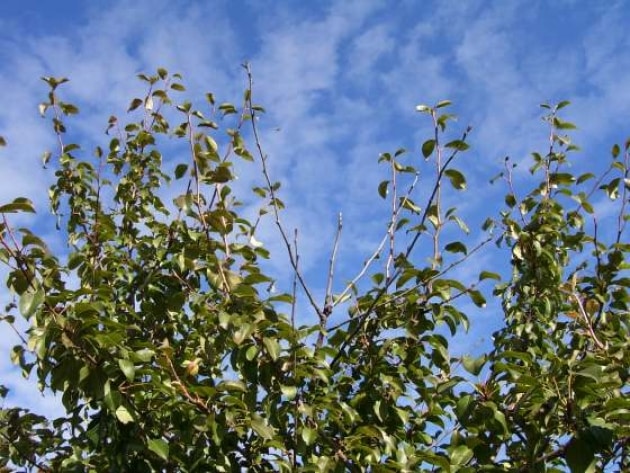 The leaves of the apple tree are withering