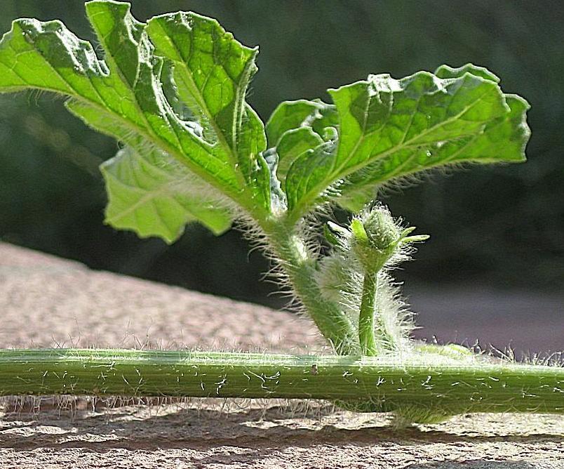 Wassermelonenblätter