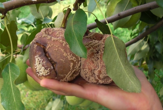 pear pruning