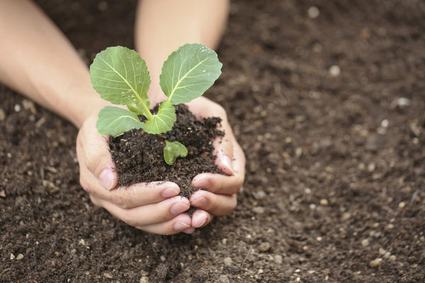 cabbage seedlings in hands