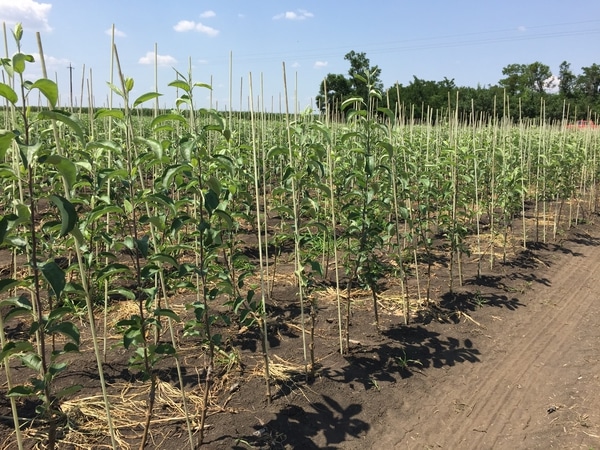 planted apricots