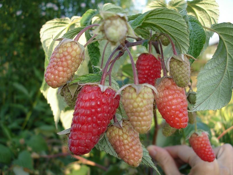 framboise géante