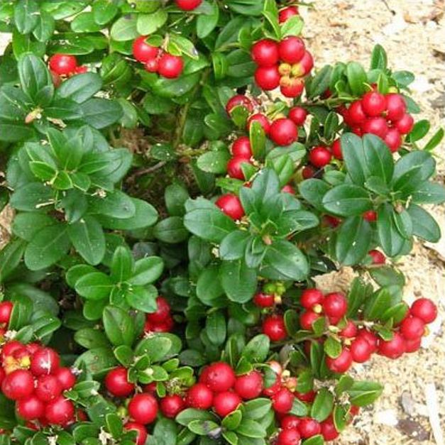 arándanos rojos en una rama