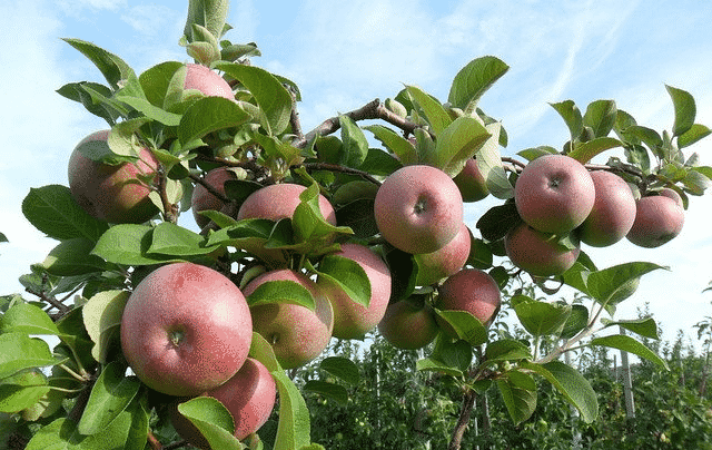 Apfelbaum Apfel gerettet