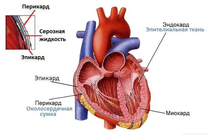 перикард (перикард)