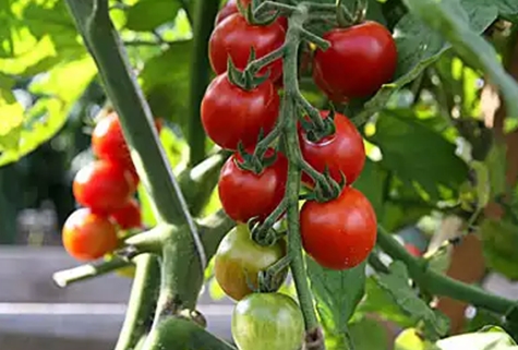 tomate goloso en campo abierto