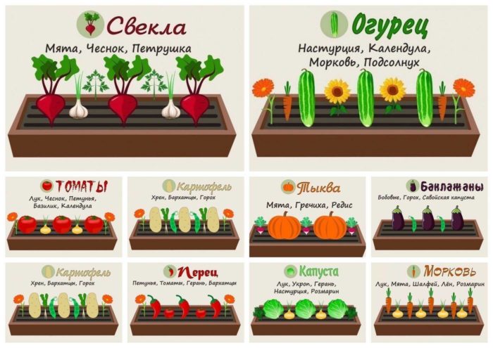 quoi et combien planter dans le jardin pour la famille : tableau récapitulatif