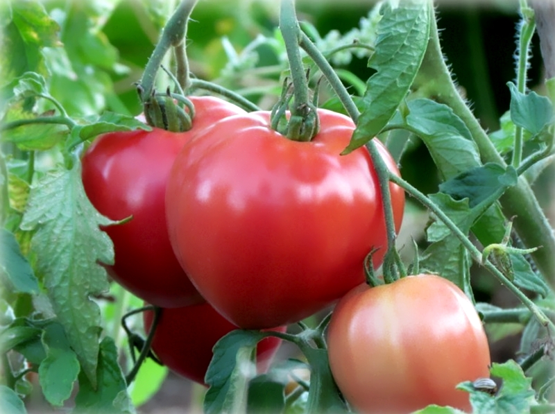 tomato bushes