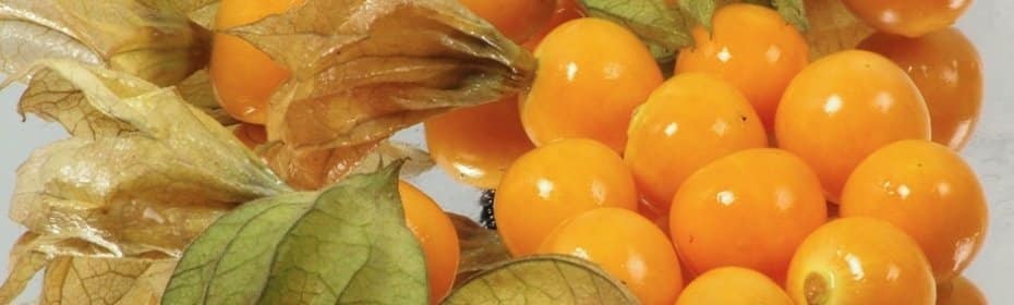 zralý physalis