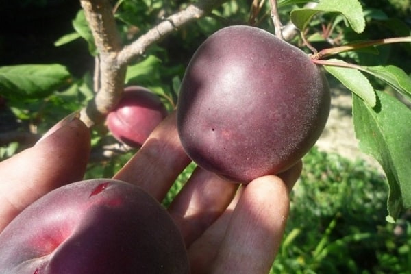 hindi pangkaraniwang berry 