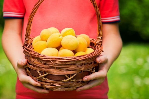 bolsa de frutas 