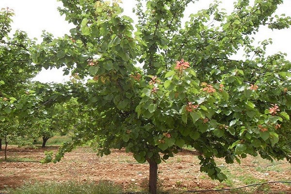 árbol maduro 