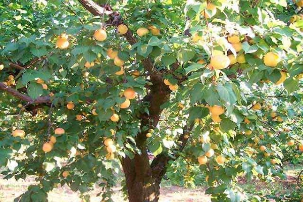 strom s ovocem 