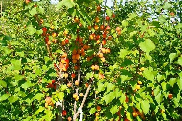 ovocná úroda 