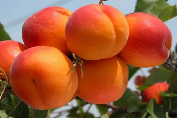 bayas de naranja 