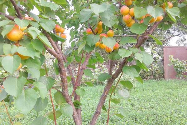 pokok dengan buah-buahan 