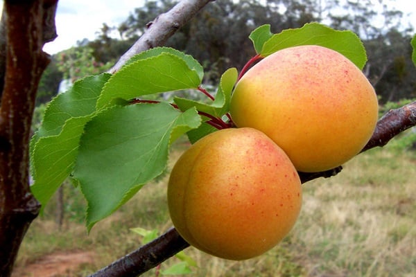 durazno albaricoque