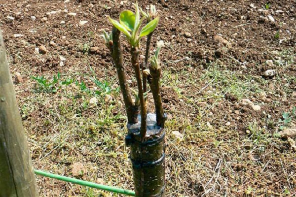 lugares para albaricoque