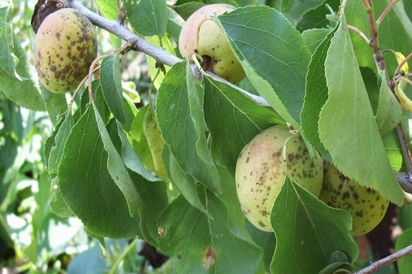 coccomycose touchée 