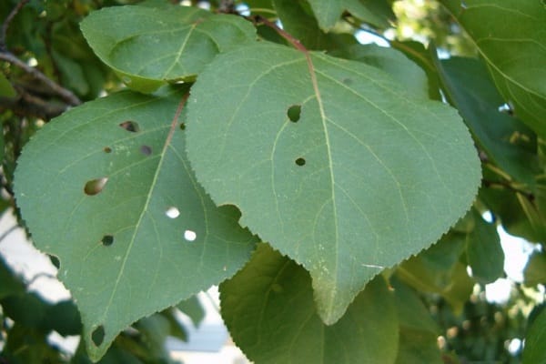 courbure des feuilles