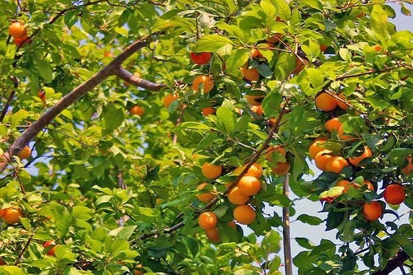 frutas maduras 