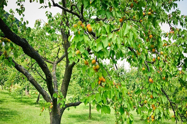 zelený strom 