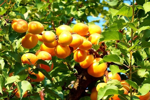 formative pruning