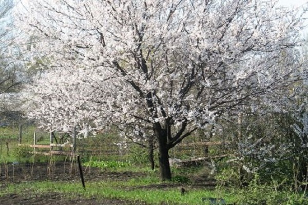 floración de primavera 