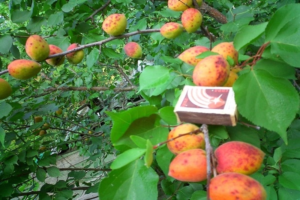 allumettes sur fruits 