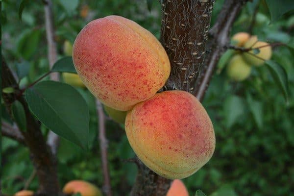 כללי הטכנולוגיה החקלאית